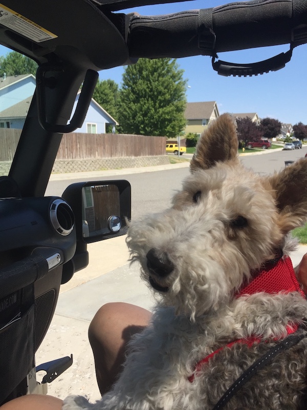 Jeep Gladiator Glad(iator) Dogs! Let's see 'em! 2017-07-28 14.17.30
