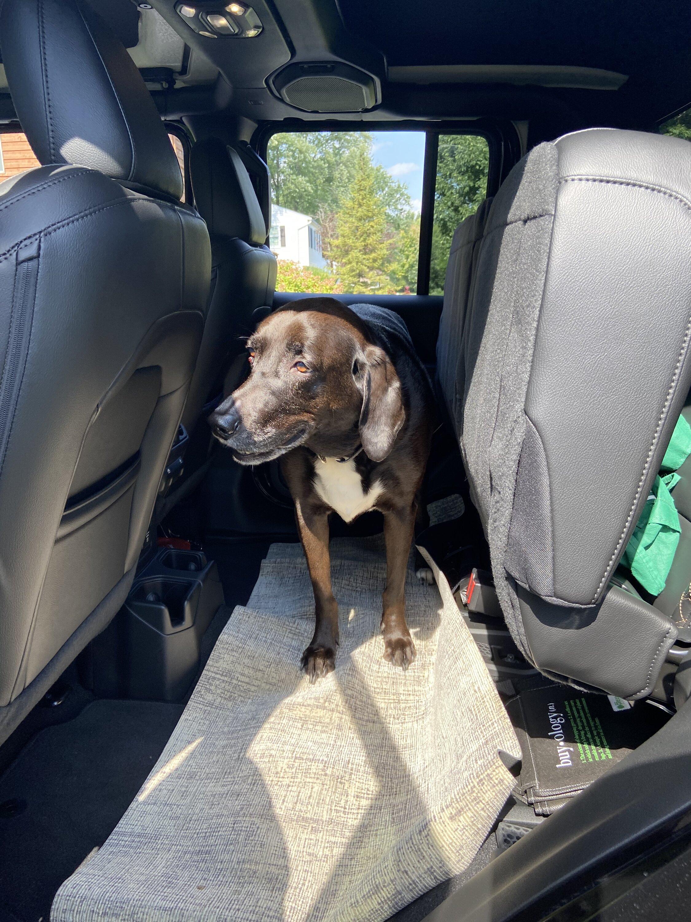 Ruffland Kennel For Your Dog Page 3 Jeep Gladiator (JT) News, Forum