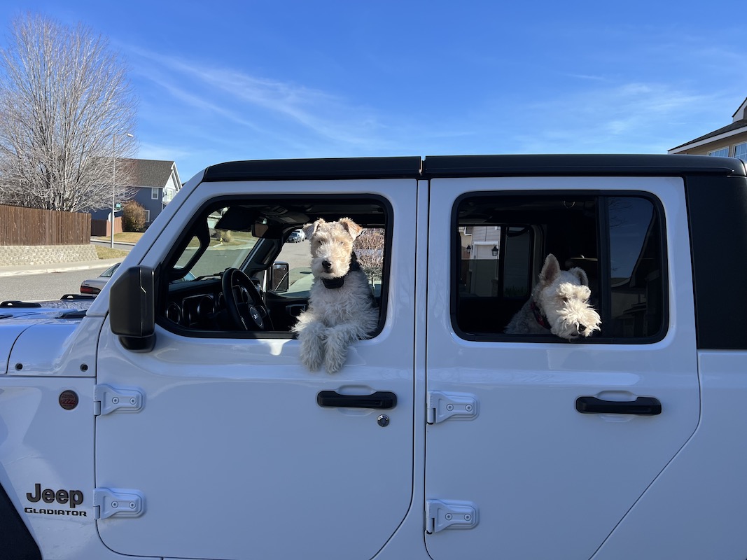 Jeep Gladiator Glad(iator) Dogs! Let's see 'em! IMG_2796