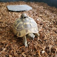 Mr.Turtle