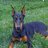 SC Doberman